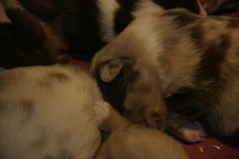 Tazz-Wendy 20070927009