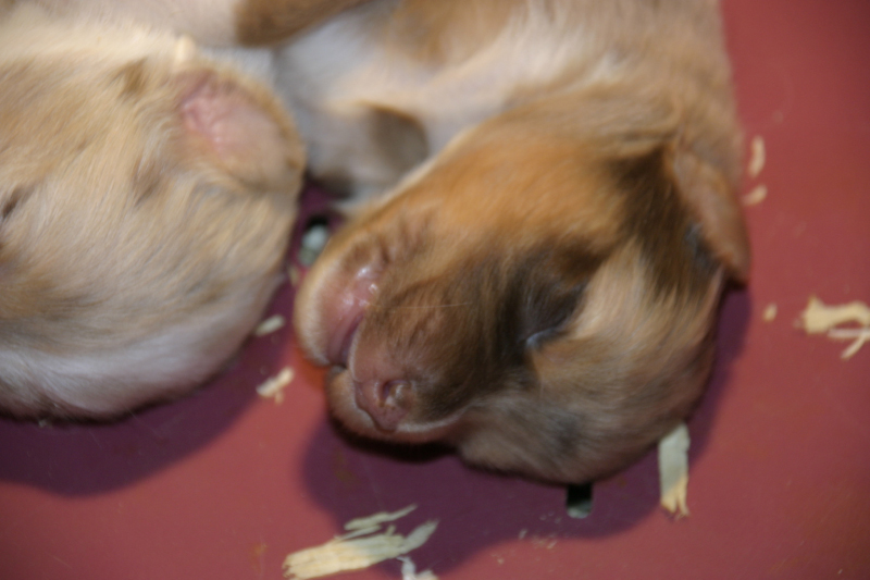 Tazz-Wendy 20070927010