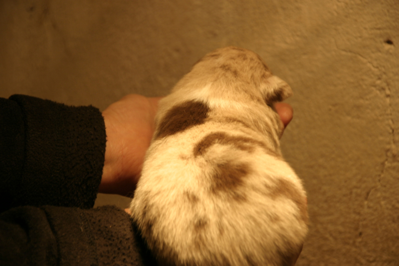 Tazz-Wendy 20070927016