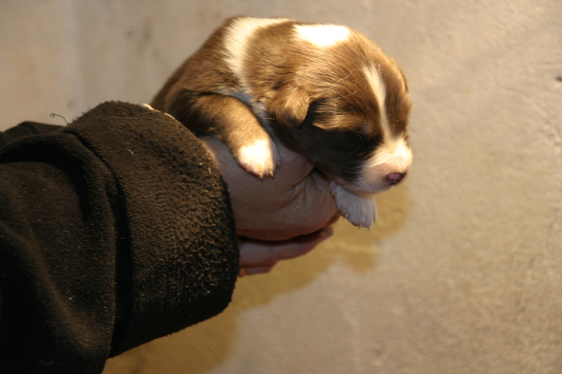 Tazz-Wendy 20070927018