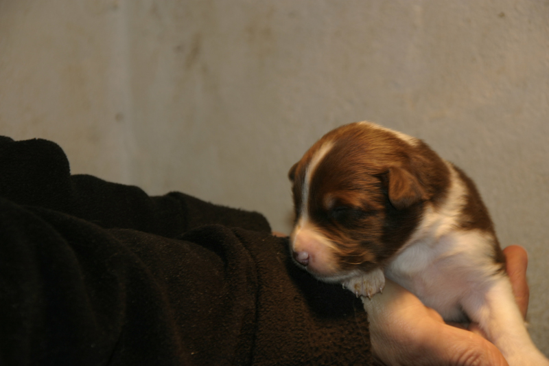 Tazz-Wendy 20070927019