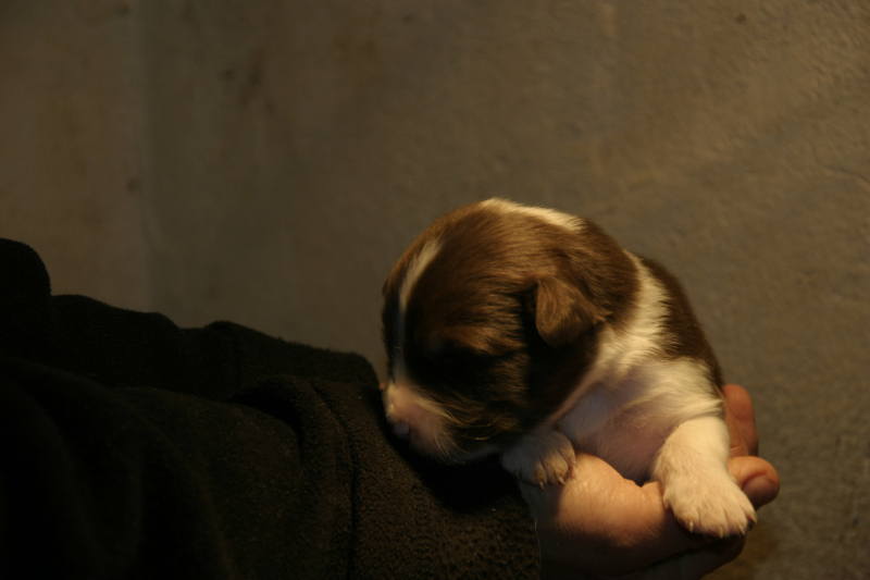 Tazz-Wendy 20070927020