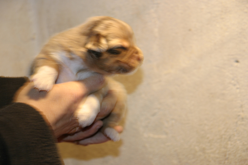 Tazz-Wendy 20070927026