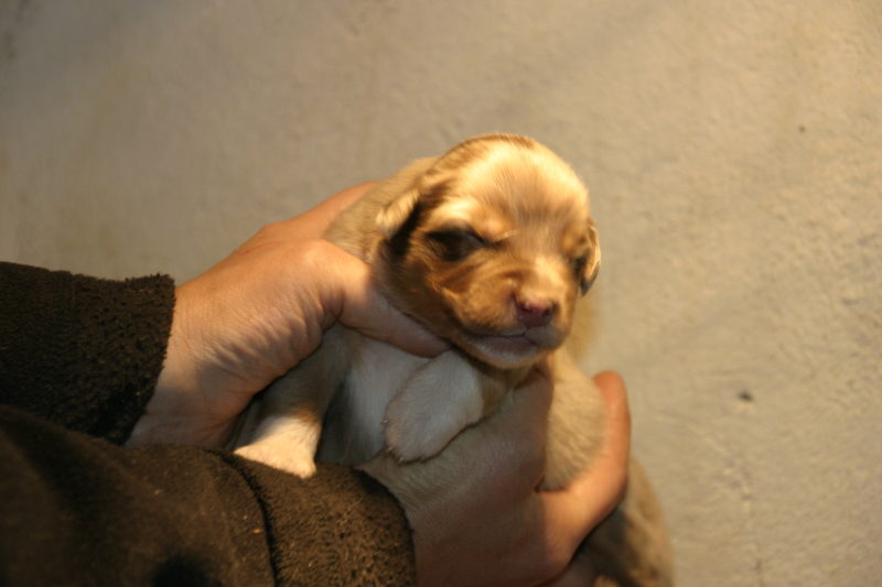 Tazz-Wendy 20070927028