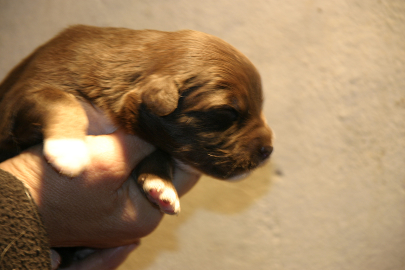 Tazz-Wendy 20070927046