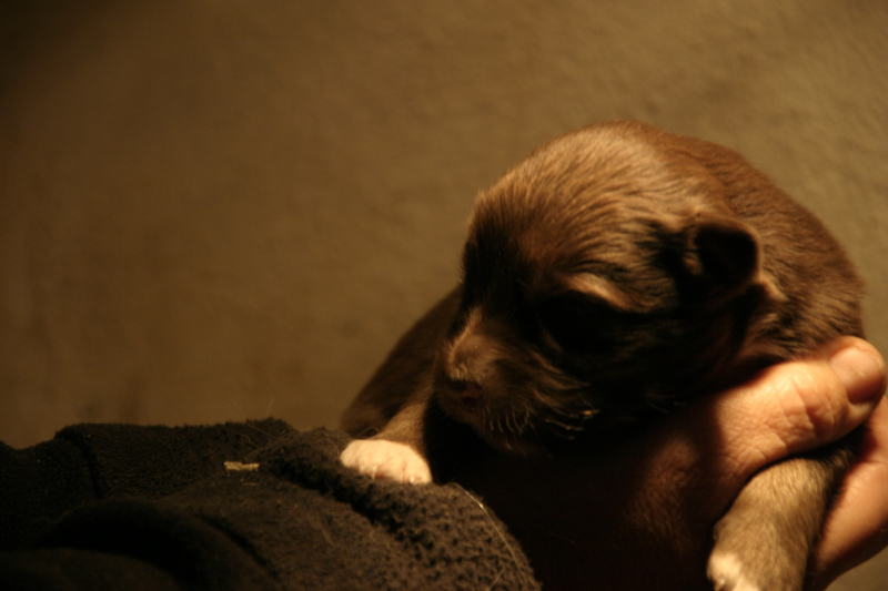 Tazz-Wendy 20070927047