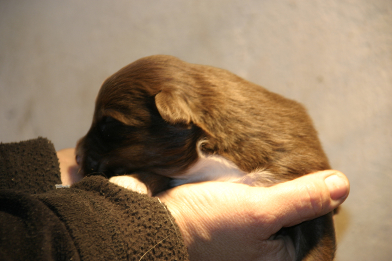 Tazz-Wendy 20070927049