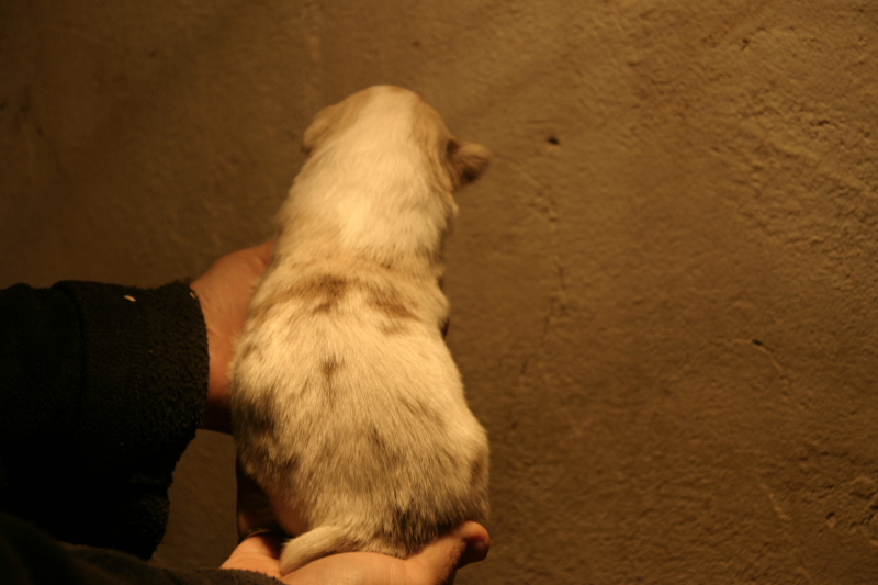 Tazz-Wendy 20070927057