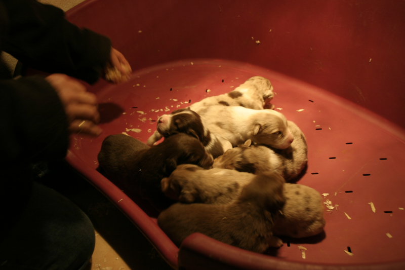 Tazz-Wendy 20070927059